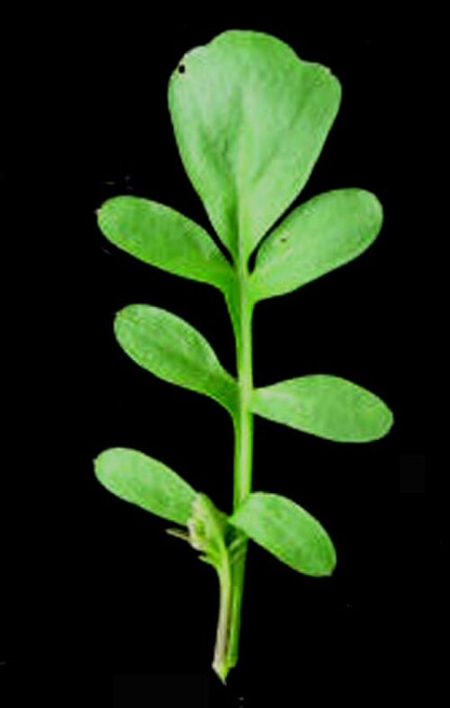 Pennsylvania bittercress: Nom français : cardamine de Pennsylvanie. Nom anglais : Pennsylvania bittercress. Feuille de la cardamine de Pennsylvanie, vue de dessus.