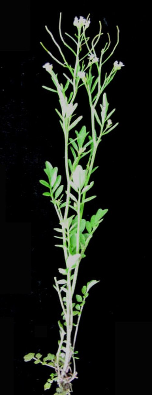 Pennsylvania bittercress: Nom français : cardamine de Pennsylvanie. Nom anglais : Pennsylvania bittercress. Plant entier (fleur (inflorescence), fruit (infrutescence), tige, feuille) de