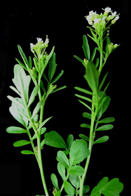 Pennsylvania bittercress: Nom français : cardamine de Pennsylvanie. Nom anglais : Pennsylvania bittercress. Tige, feuilles, inflorescence (fleurs) de cardamine de Pennsylvanie.