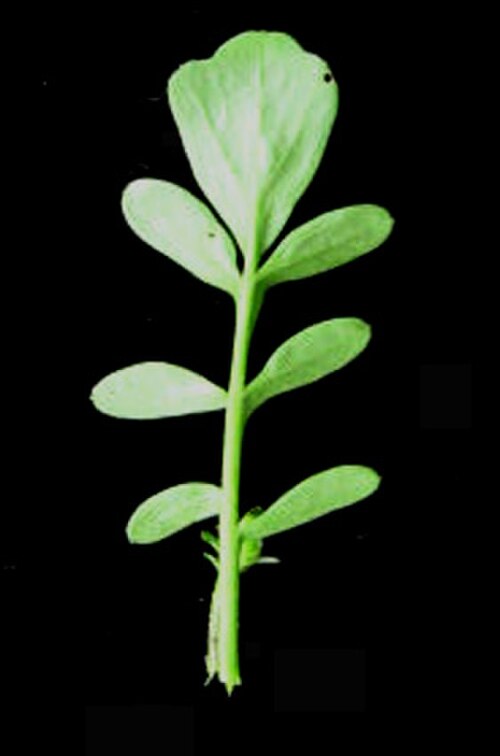 Pennsylvania bittercress: Nom français : cardamine de Pennsylvanie. Nom anglais : Pennsylvania bittercress. Feuille de la cardamine de Pennsylvanie, vue de dessous.