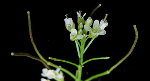 Pennsylvania bittercress: Nom français : cardamine de Pennsylvanie. Nom anglais : Pennsylvania bittercress. Inflorescence (fleurs) et jeunes fruits (infrutescence, siliques) de cardamine