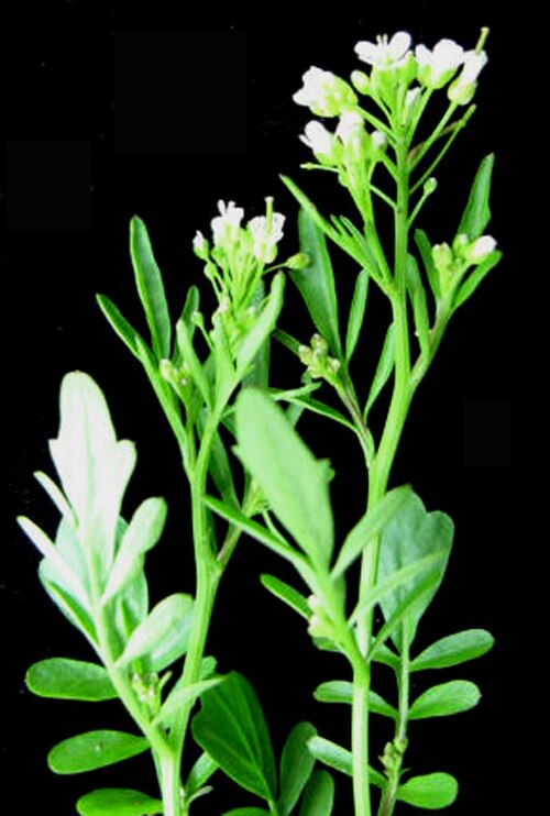 Pennsylvania bittercress: Nom français : cardamine de Pennsylvanie. Nom anglais : Pennsylvania bittercress. Tiges, feuilles et inflorescences (fleur) de cardamine de Pennsylvanie.
