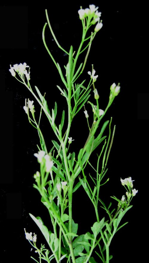 Pennsylvania bittercress: Nom français : cardamine de Pennsylvanie. Nom anglais : Pennsylvania bittercress. Tige, feuilles, inflorescence (fleurs) et fruits (siliques) de cardamine de Pe