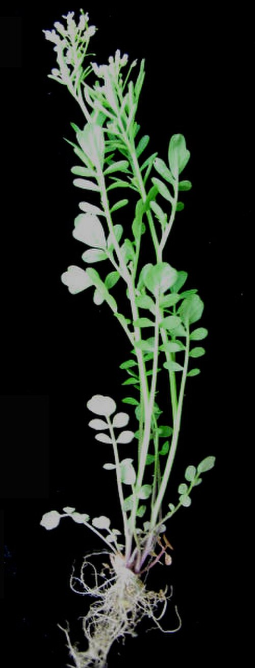 Pennsylvania bittercress: Nom français : cardamine de Pennsylvanie. Nom anglais : Pennsylvania bittercress. Plant entier (fleur (inflorescence), tige, feuille, racines) de cardamine de P