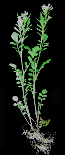 Pennsylvania bittercress: Nom français : cardamine de Pennsylvanie. Nom anglais : Pennsylvania bittercress. Plant entier (fleur (inflorescence), fruit (infrutescence), tige, feuille, rac