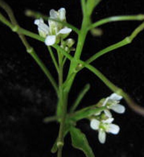 Pennsylvania bittercress: Nom français : cardamine de Pennsylvanie. Nom anglais : Pennsylvania bittercress. Fleur (inflorescence) de cardamine de Pennsylvanie.