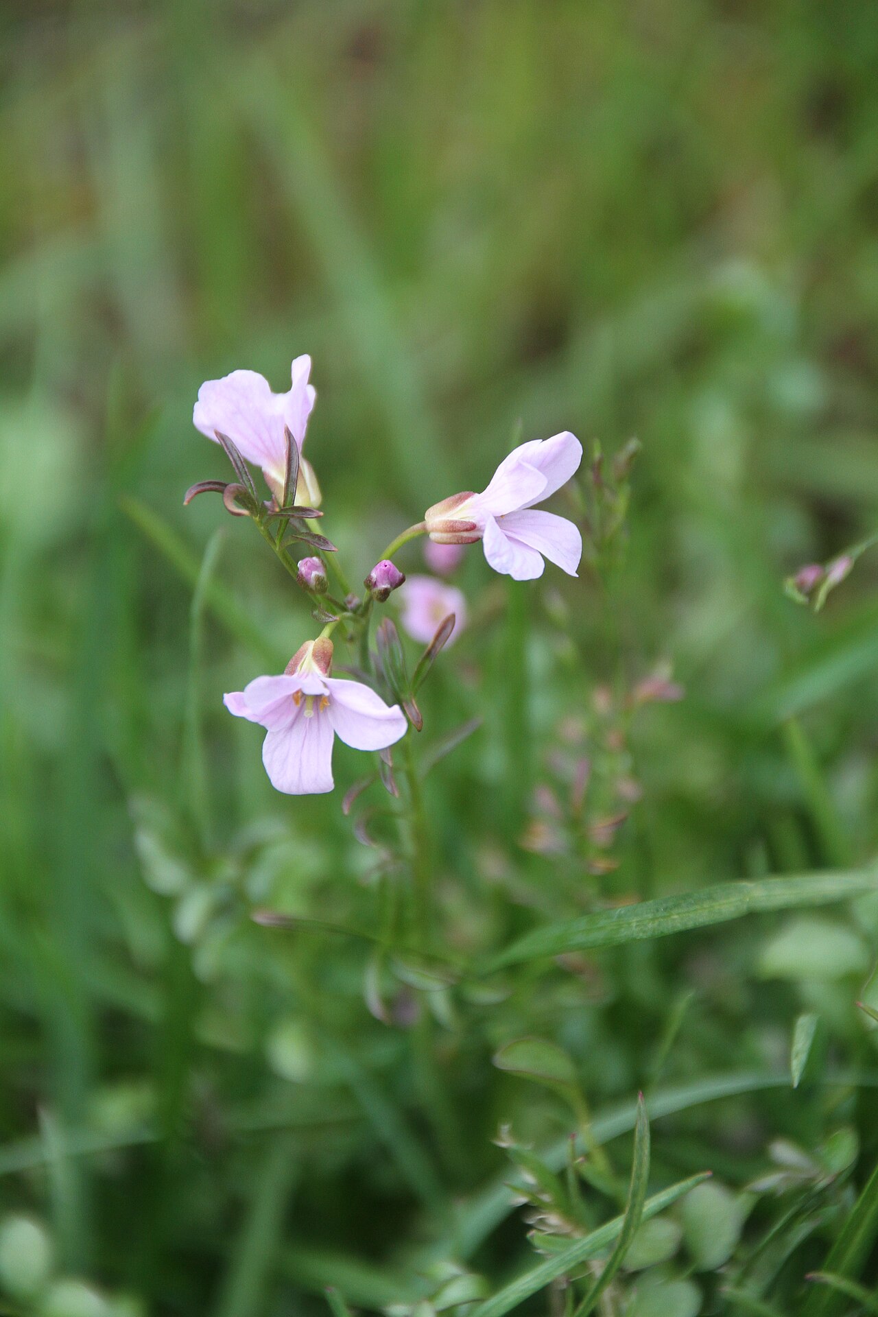 Cardamine polemonioides: Plants at the Hotellneset / Vestpynten plain south of Longyearbyen airport, Spitsbergen