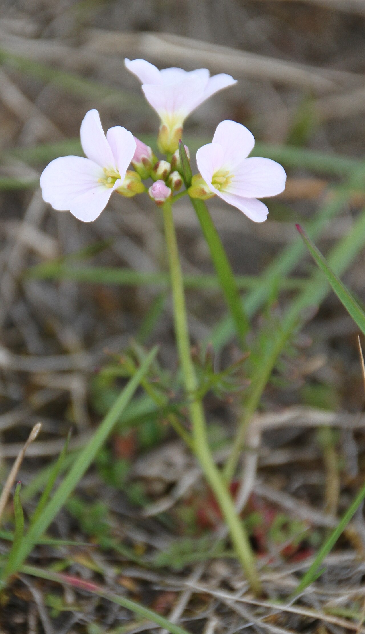 Cardamine polemonioides: Plants at the Hotellneset / Vestpynten plain south of Longyearbyen airport, Spitsbergen