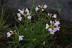 Cardamine polemonioides (Cardamine polemonioides)