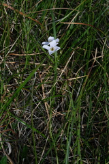 Cardamine polemonioides (Cardamine polemonioides)