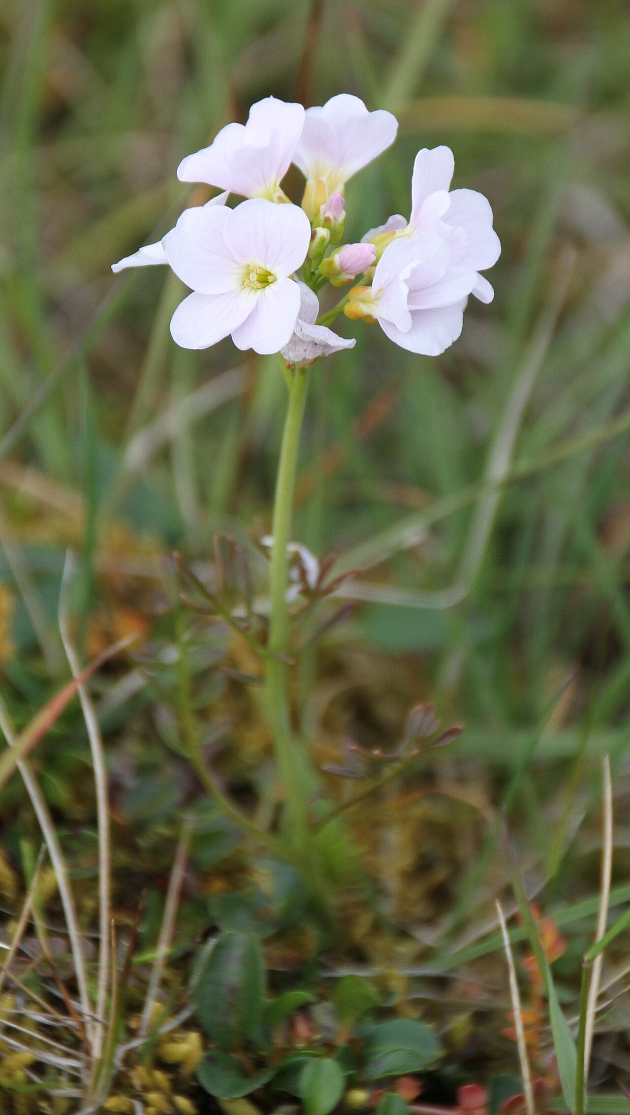 Cardamine polemonioides: Plants at the Hotellneset / Vestpynten plain south of Longyearbyen airport, Spitsbergen