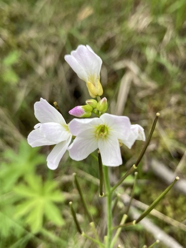 Cardamine polemonioides (Cardamine polemonioides)