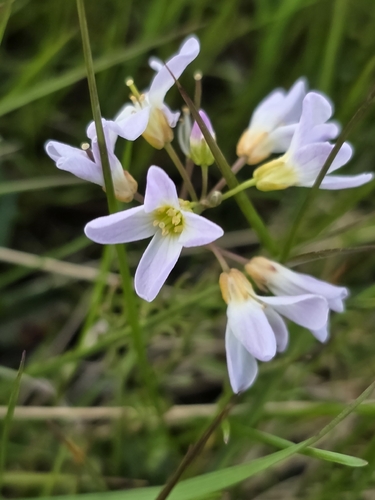 Cardamine polemonioides (Cardamine polemonioides)
