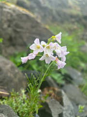 Cardamine polemonioides (Cardamine polemonioides)