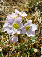 Cardamine polemonioides (Cardamine polemonioides)