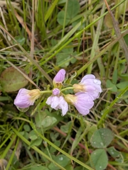 Cardamine polemonioides (Cardamine polemonioides)