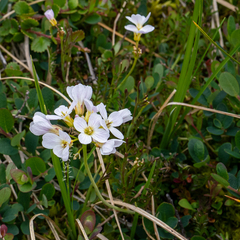 Cardamine polemonioides (Cardamine polemonioides)