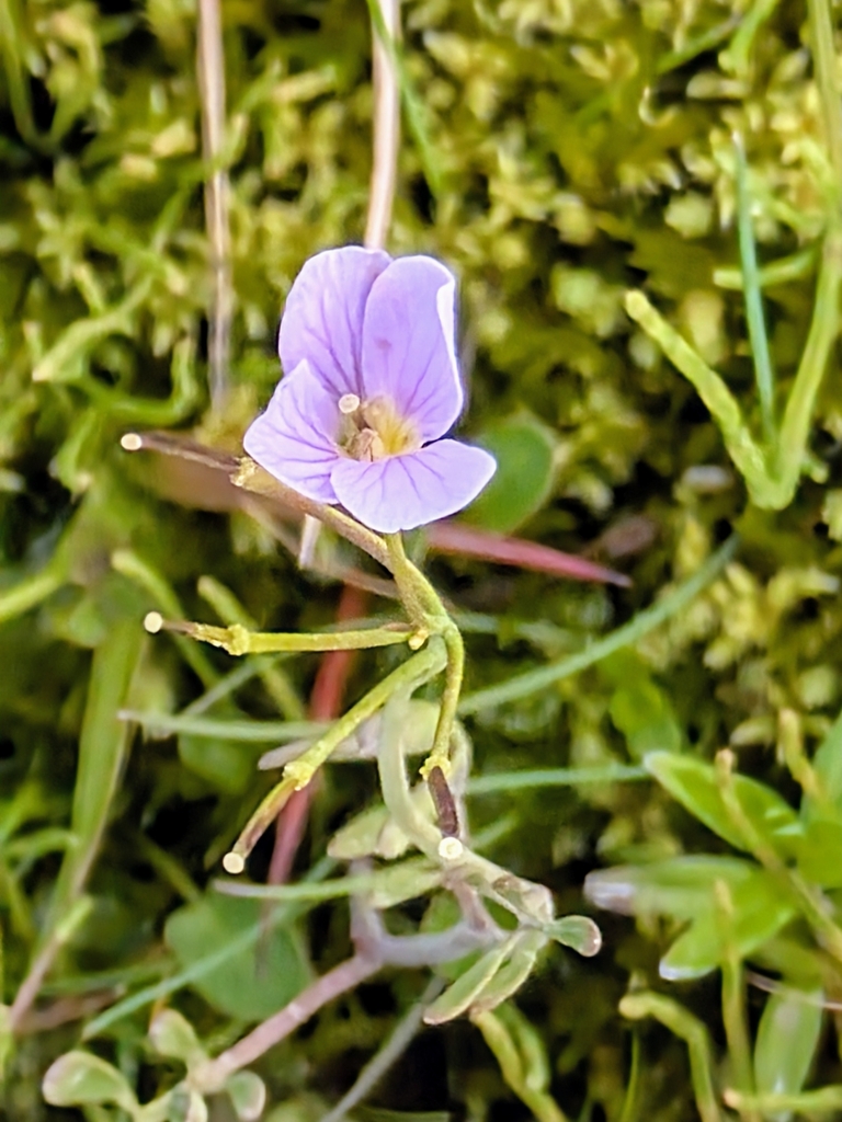 Cardamine polemonioides (Cardamine polemonioides)