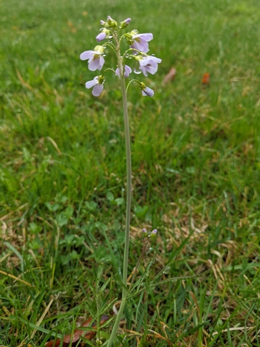 Cuckoo flower (Cardamine pratensis)