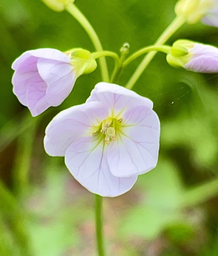Cuckoo flower (Cardamine pratensis)