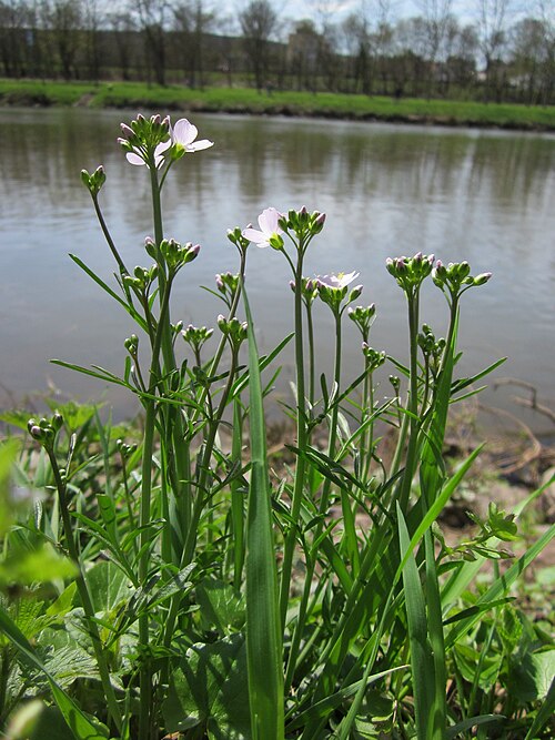 Cuckoo flower: Wiesen-Schaumkraut ( Cardamine pratensis ) an der Saar in Saarbrücken