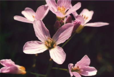 Cuckoo flower (Cardamine pratensis)