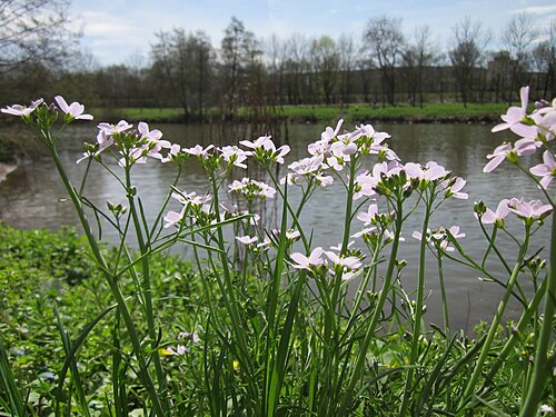 Cuckoo flower: Wiesen-Schaumkraut ( Cardamine pratensis ) an der Saar in Saarbrücken