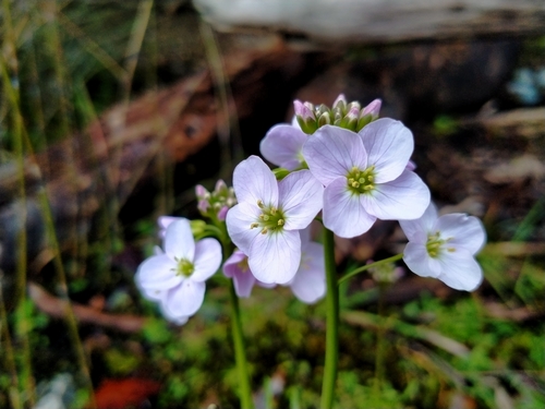 Cuckoo flower (Cardamine pratensis)
