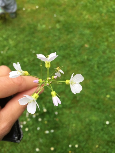 Cuckoo flower (Cardamine pratensis)