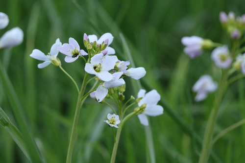 Cuckoo flower