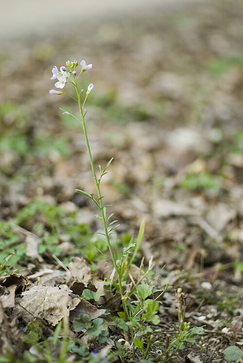 Cuckoo flower: Cardamine pratensis Forêt domaniale de Koeur-la-Grande (Meuse), France