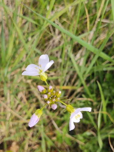 Cuckoo flower (Cardamine pratensis)