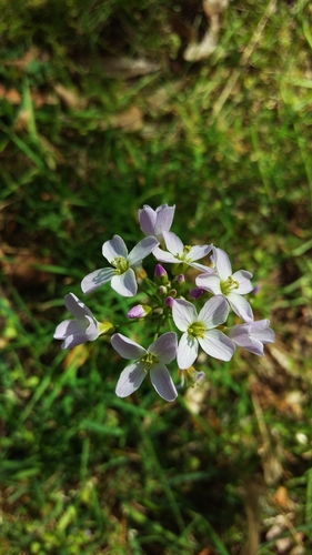 Cuckoo flower (Cardamine pratensis)