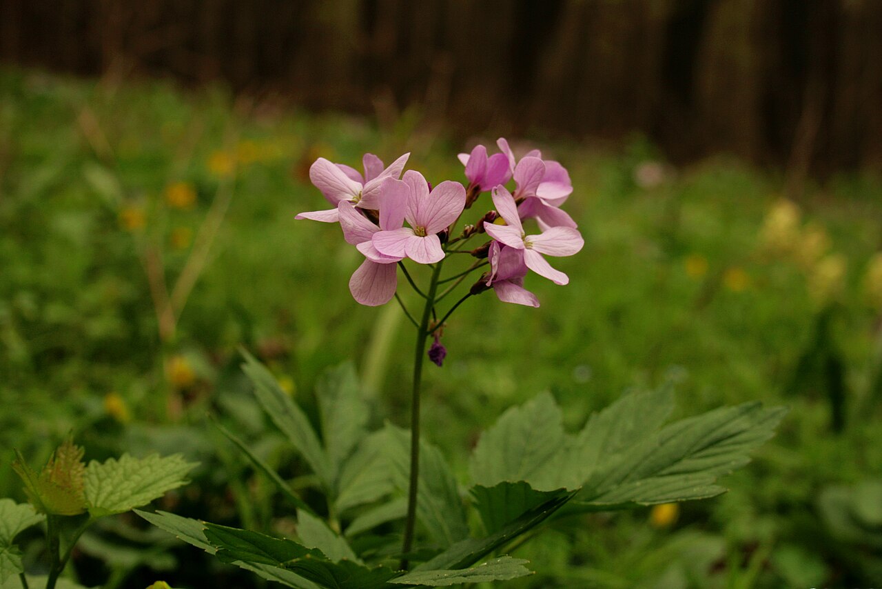 Cardamine quinquefolia: Зубянка пятилистная (Dentaria quinquefolia). Родовое экопоселение «Кореньские родники», Шебекинский район, Белгородская область. 2013