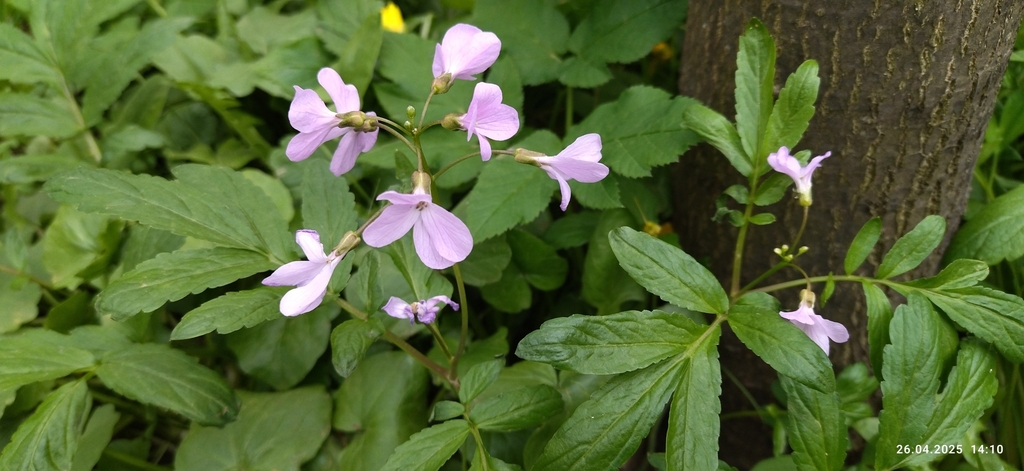 Cardamine quinquefolia (Cardamine quinquefolia)