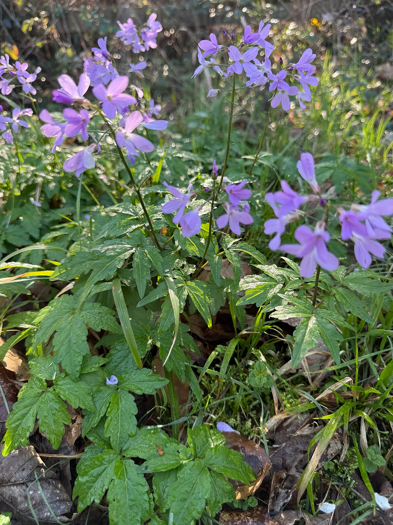 Cardamine quinquefolia: Cardamine quinquefolia — Field observation from Hampshire, England, GB, United Kingdom of Great Britain and Northern Ireland. Collected by Simon Colenutt (2026-
