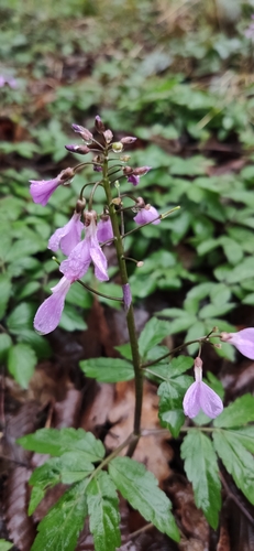 Cardamine quinquefolia (Cardamine quinquefolia)