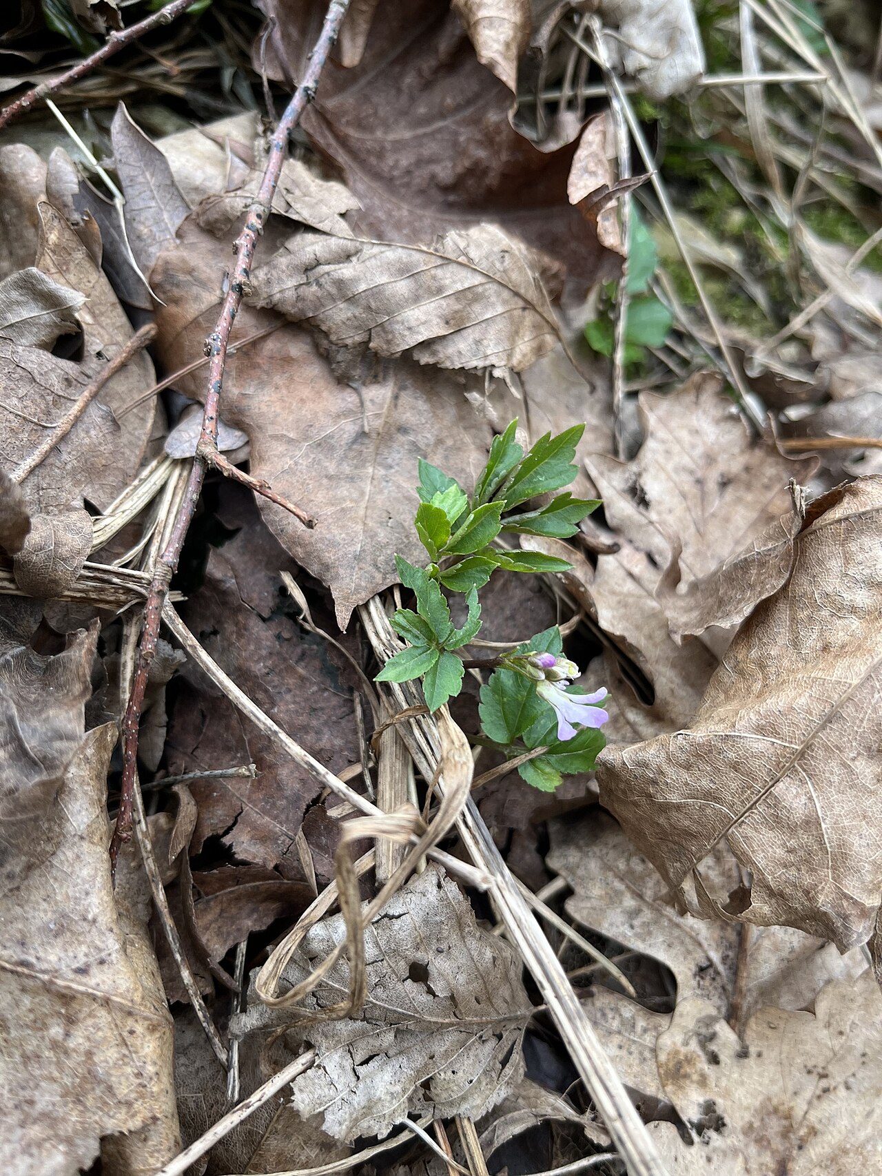 Cardamine quinquefolia: Cardamine quinquefolia — Field observation from Туапсинский район, Краснодарский край, RU, Russian Federation. Collected by Наталья Пикалова (2026-02-21). Recor