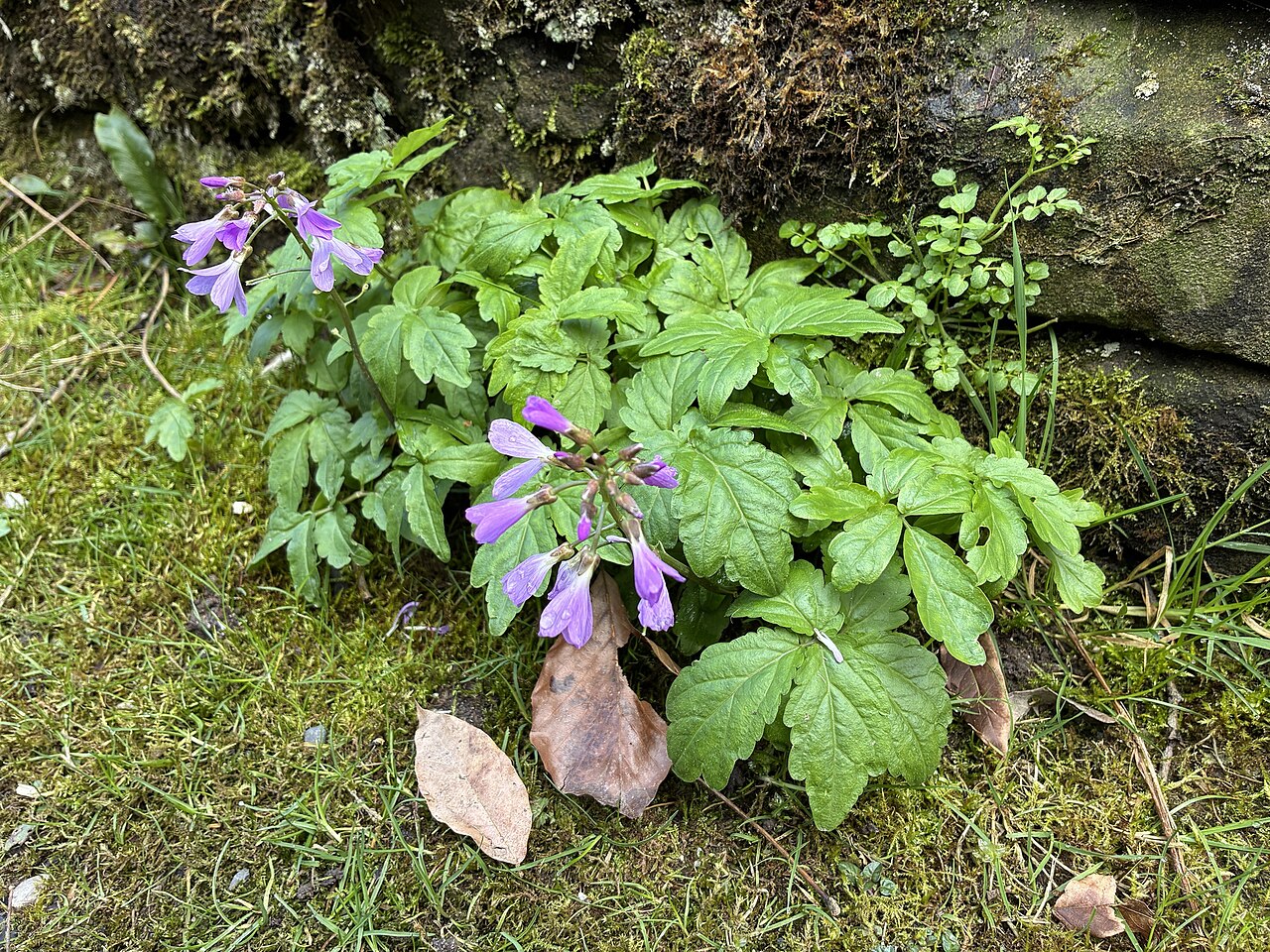 Cardamine quinquefolia: Cardamine quinquefolia — Field observation from West Yorkshire, England, GB, United Kingdom of Great Britain and Northern Ireland. Collected by Dave (2026-03-14