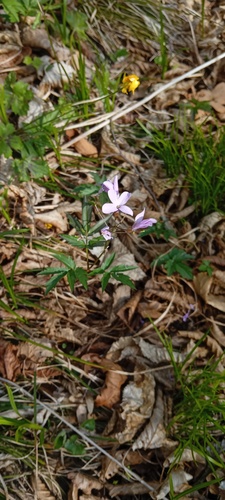 Cardamine quinquefolia (Cardamine quinquefolia)