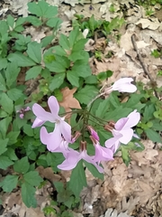 Cardamine quinquefolia (Cardamine quinquefolia)