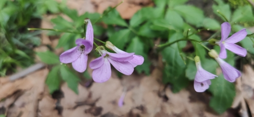 Cardamine quinquefolia (Cardamine quinquefolia)
