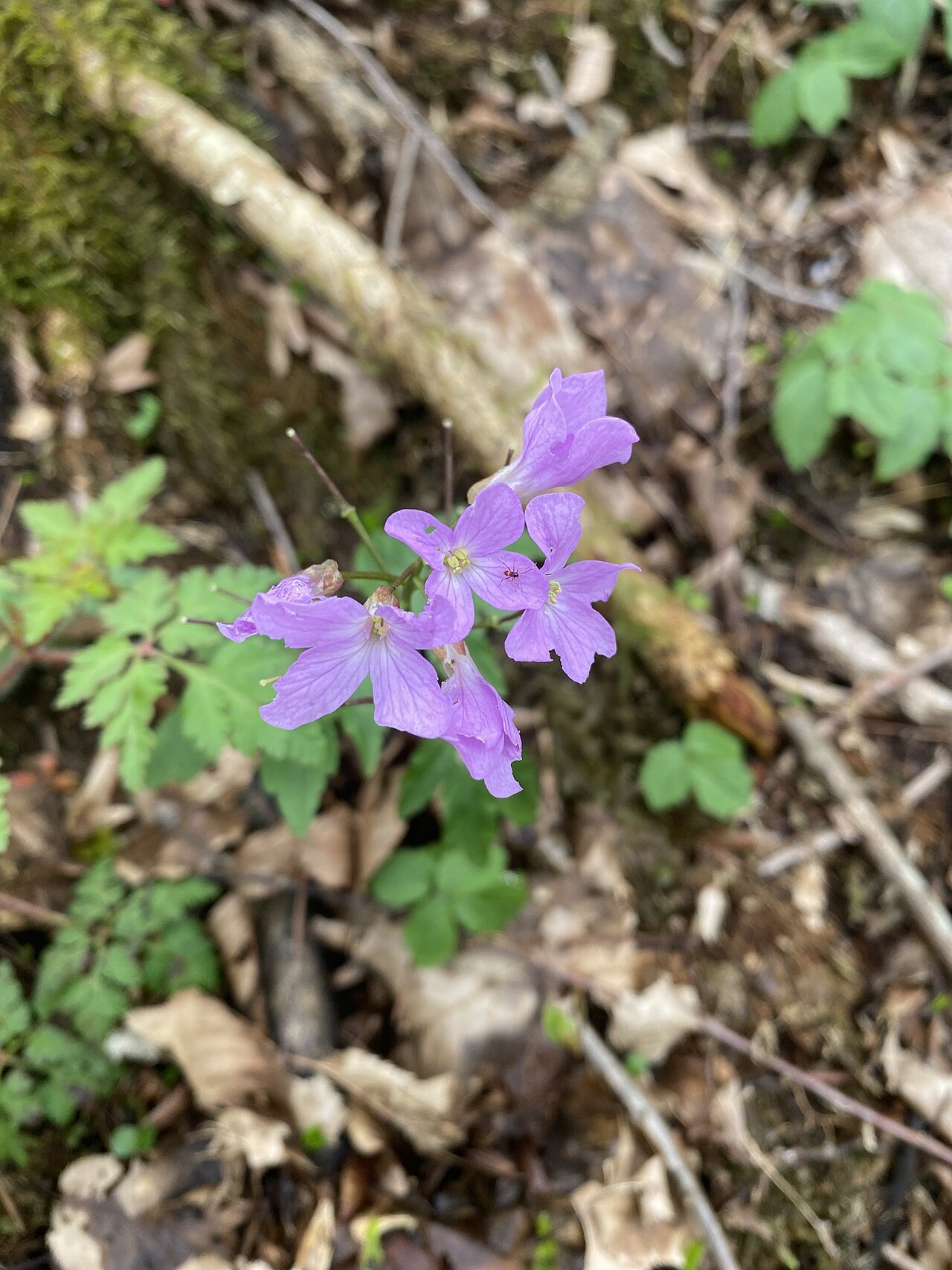 Cardamine quinquefolia: Cardamine quinquefolia — Field observation from Адлерский, Городской Округ Сочи, Краснодарский край, RU, Russian Federation. Collected by Илья Руденко (2026-03-