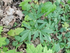 Cardamine quinquefolia (Cardamine quinquefolia)