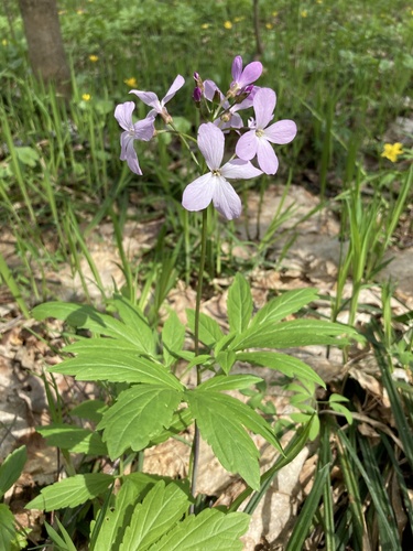 Cardamine quinquefolia (Cardamine quinquefolia)