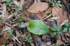 Cardiocrinum cathayanum (Cardiocrinum cathayanum)