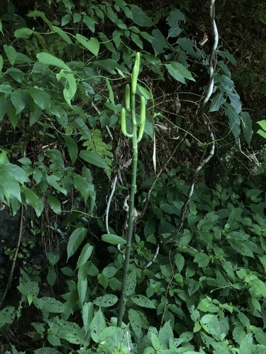 Cardiocrinum cathayanum (Cardiocrinum cathayanum)