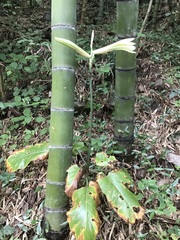 Cardiocrinum cathayanum (Cardiocrinum cathayanum)