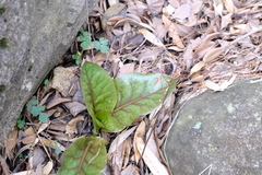 Cardiocrinum cathayanum (Cardiocrinum cathayanum)