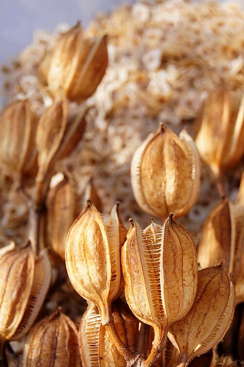 Cardiocrinum cordatum: Cardiocrinum cordatum